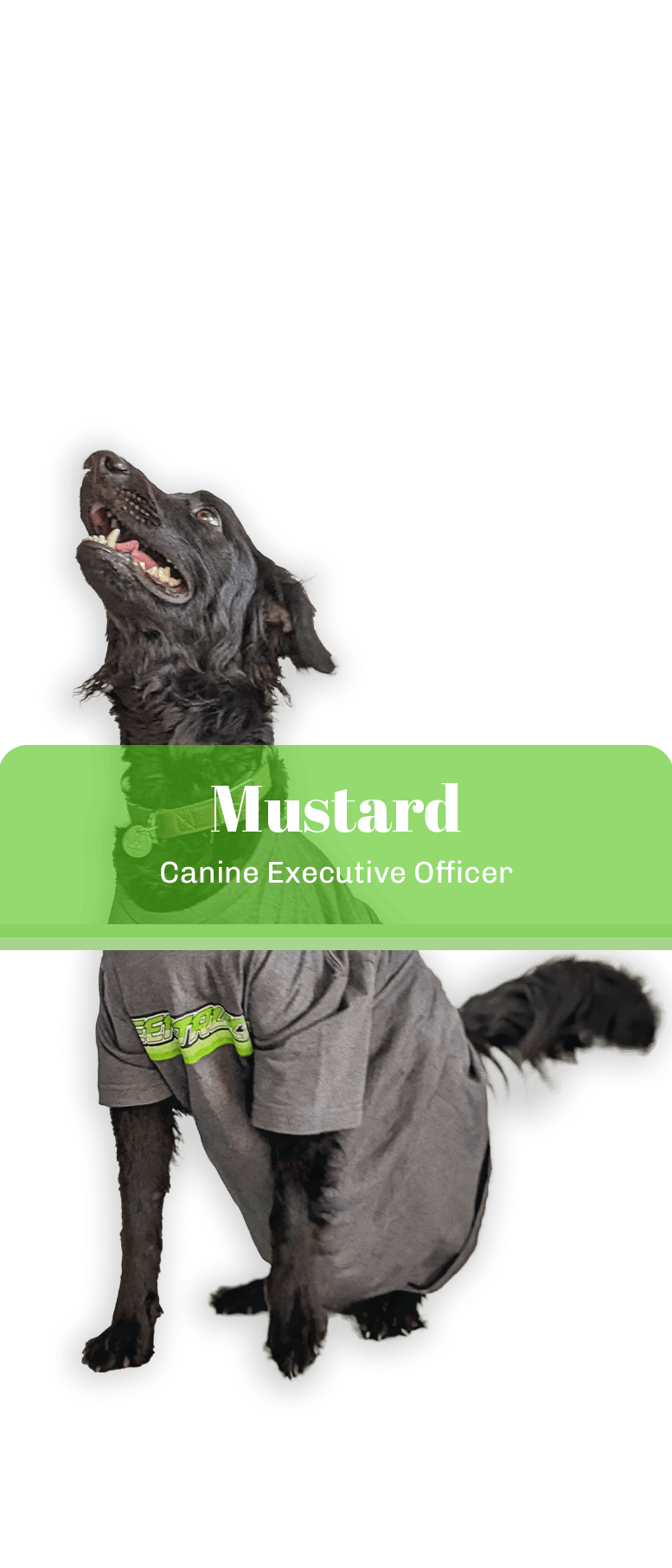 Air Conditioning Service, Inc.'s CEO (Canine Executive Officer) Mustard.